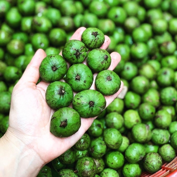 Quả sấu