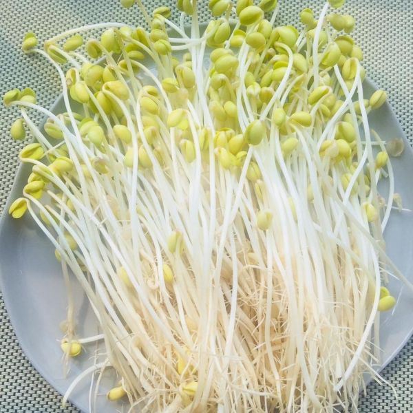 Giá đỗ tương