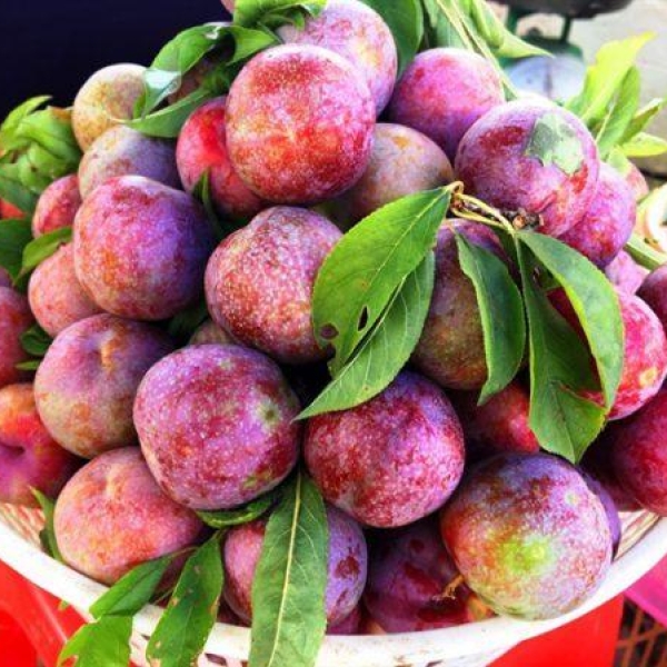 Quả mận