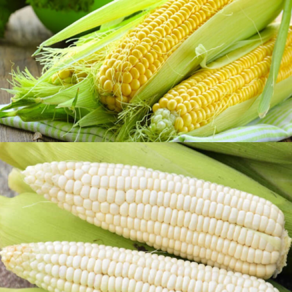 Bắp ngô